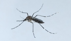 Photo: Zika-Virus: Bei Reisen Mückenschutz beachten