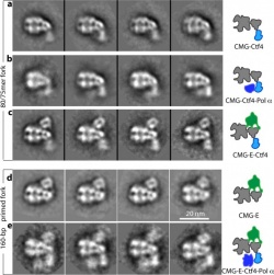 A series of electron micrographs showing the barrel-shaped helicase with...