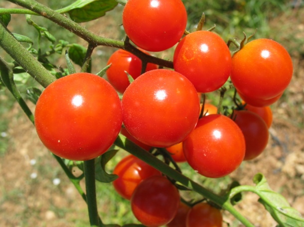 Medizinisch relevanten Stoffe können in Tomaten angereichert werden, um...