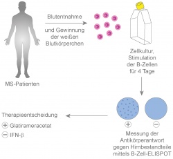 Ein an der Uni Würzburg entwickelter Bluttest kann die Therapie-Entscheidung...