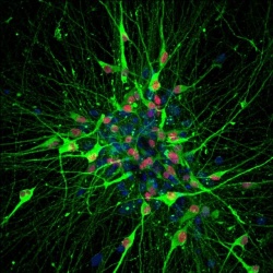 Human serotonin-producing neurons, generated from induced pluripotent stem...