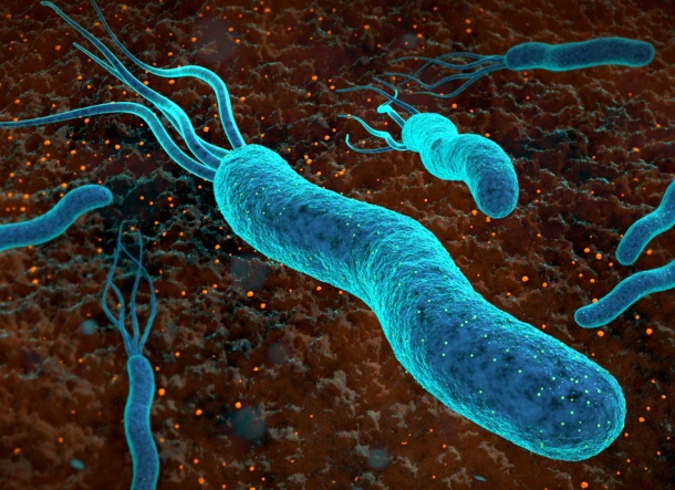 Mit Hilfe von Bactofilin entwickeln Helicobacter-Bakterien (in blau) ihre...