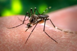 Photo: Zika virus a game changer for mosquito-borne diseases