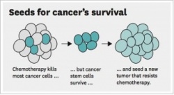 Photo: Scientists root out the ‘bad seeds’ of liver cancer