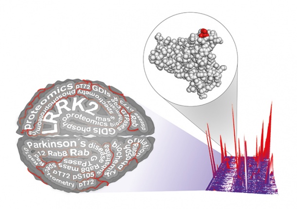 Parkinson’s researchers used proteomics to identify Rab proteins as a...