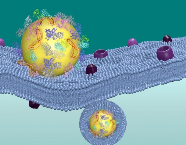 Nanocarrier (gelb) werden von komplexen Mischungen aus Proteinen bedeckt, bevor...