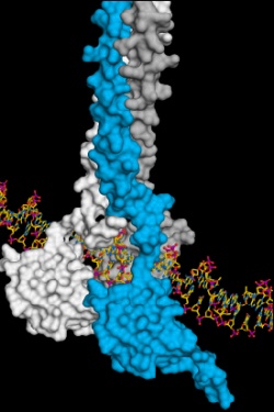 Three HSF1 molecules (white, blue, grey) associate to ensure stable interaction...