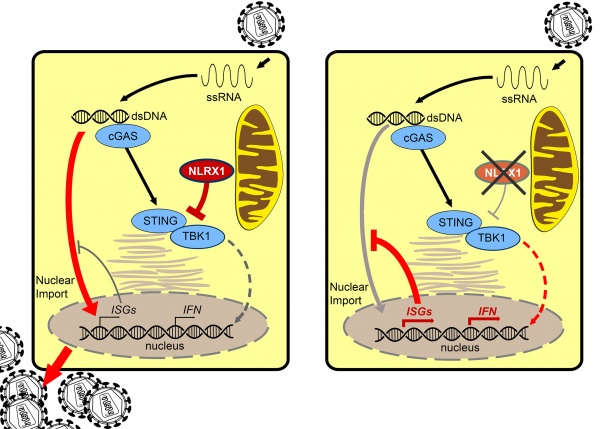 NLRX1 and HIV-1 infection a) NLRX1 attenuates immune reactions, thus enabling...