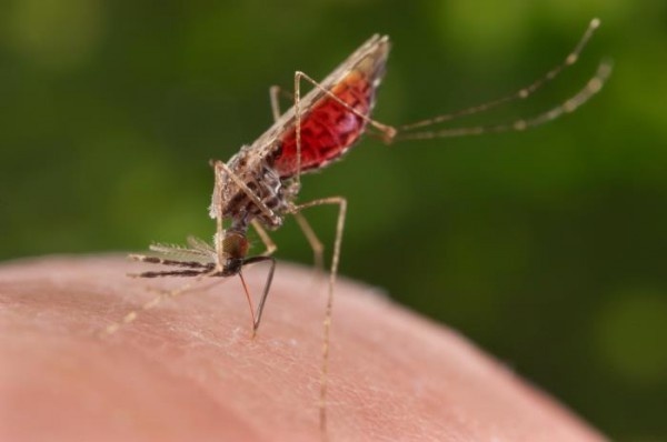 A feeding female Anopheles merus mosquito is a known vector for the parasitic...