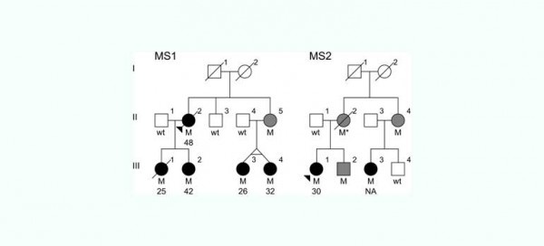 The family trees of the two families that had the MS-causing mutation. “M”...