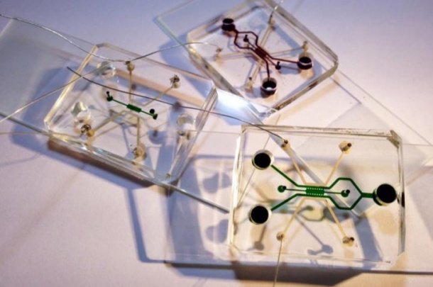 This is a photo of three microfluidic devices filled with food color dyes. The...
