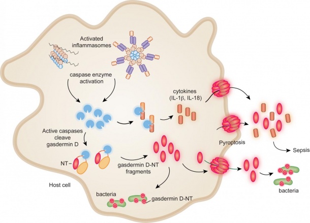 During bacterial invasion, protein complexes called inflammasomes are...
