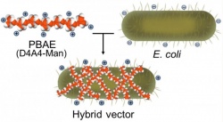 The core of the transport capsule is harmless E. coli. A synthetic polymer —...