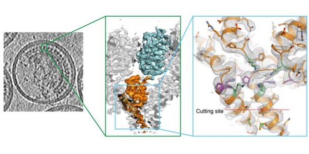 Die Forscher bestimmten die 3D Struktur der Schnittstelle im HI-Virus.