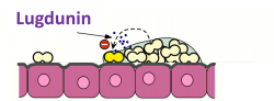 Auf den nasalen Epithelzellen (rosa) lebt das Bakterium Staphylococcus...