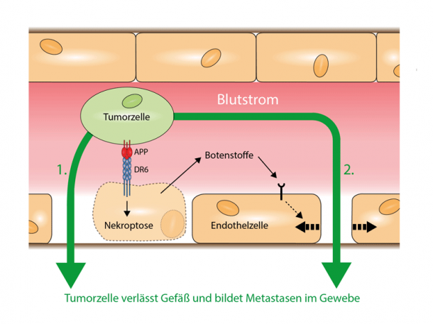 Schema des Mechanismus, über den metastasierende Tumorzellen das Blutgefäß...