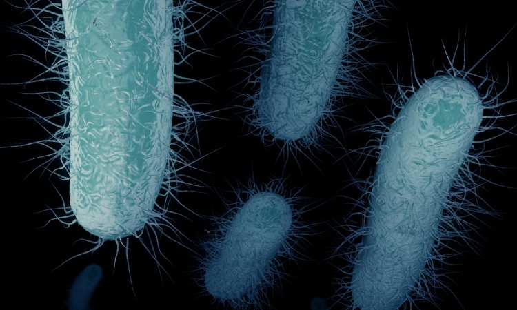 Carbapenem resistant strains • healthcare-in-europe.com