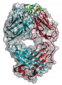 Modell eines Sclerostin-Fragments (grün) gebunden an den Antikörper AbD09097...
