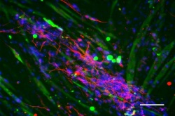 Neuromuscular tissue engineering: hiNSCs (red) grown in co-culture with...