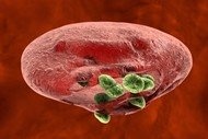 The malaria parasite (in green, emerging from a red blood cell) has a new foe...