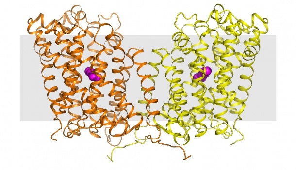 3D-Modell des Proteins «AdiC» aus dem Bakterium Escherichia coli mit orange...