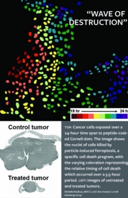 Photo: Nanoparticle creates ‘wave of destruction’ in cancer cells