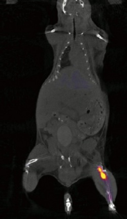 A mouse with a human tumor implanted in the leg, in order to stimulate a bone...