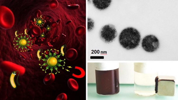 Bakterien können mit magnetischer Blutreinigung entfernt werden (links). Eine...