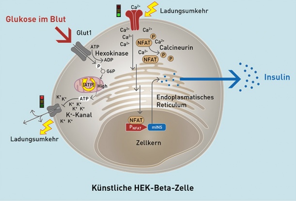Funktionsschema der HEK-Beta-Zellen.