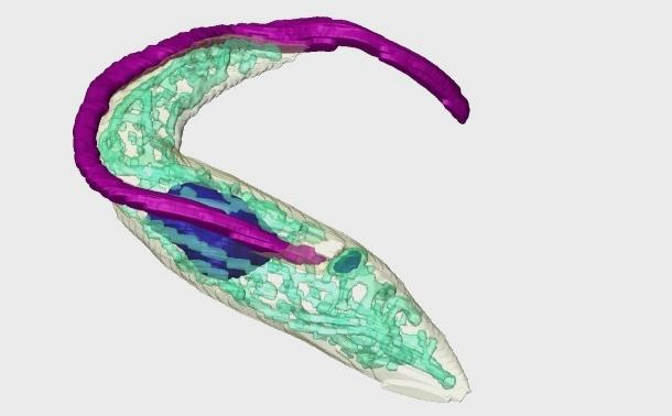 3D-Repräsentation des einzelligen Parasiten Trypanosoma brucei. Hervorgehoben...