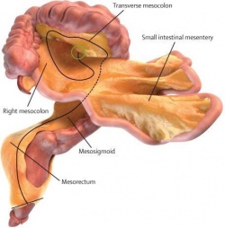 Dr. J. Calvin Coffeys research reclassifies the mesentery as a contiguous organ.