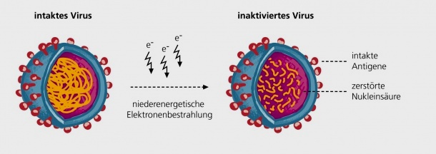 Durch die Bestrahlung mit Elektronen werden die Viren inaktiviert.