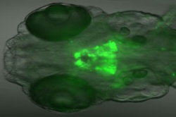 A four-millimetre-long larvae of zebrafish with visible nerve cells under the...