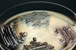 Bakterien in der Petrischale