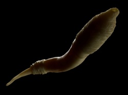 Rundwurm (Caenorhabditis elegans)