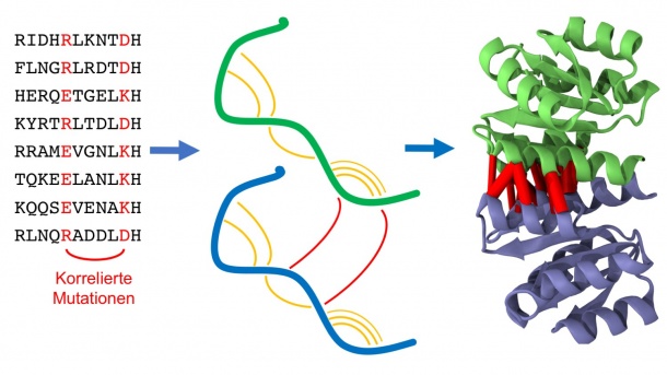 Homodimere sind identische Paare von Eiweißketten (Proteine, grün und blau),...