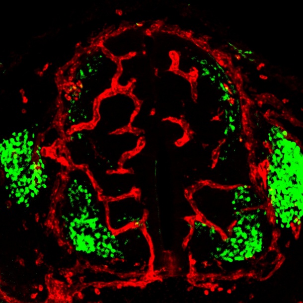 Konfokal-Mikroskopiebild vom Schnitt durch das Rückenmark eines Mausembryos...