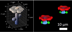 To further underline the importance of their method for biomaterials...