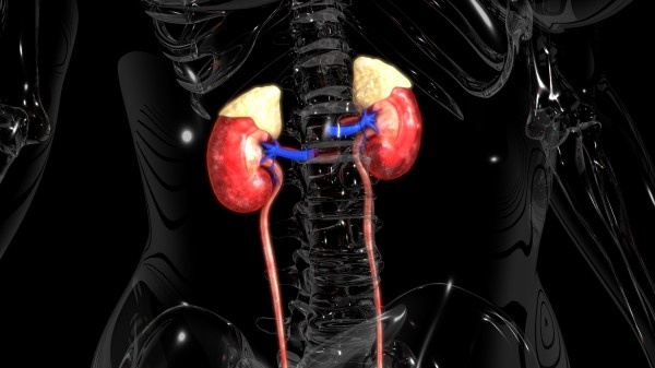 A novel treatment offers kidney failure and kidney transplant patients with a...