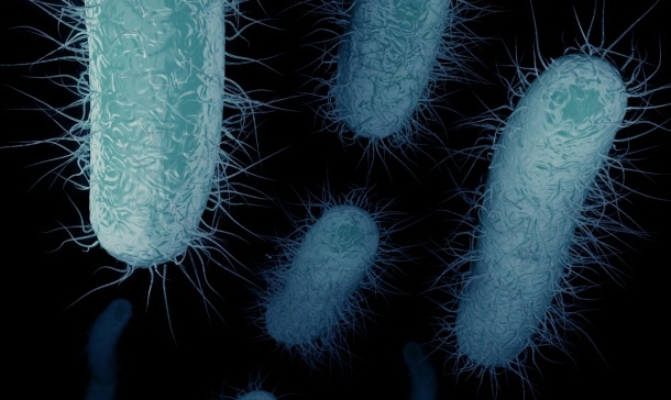 Bakterien können Resistenzen untereinander austauschen. Forscher der...