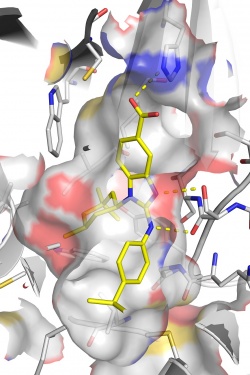 So bindet BAY1436032 (gelb) an das mutierte Enzym IDH1.