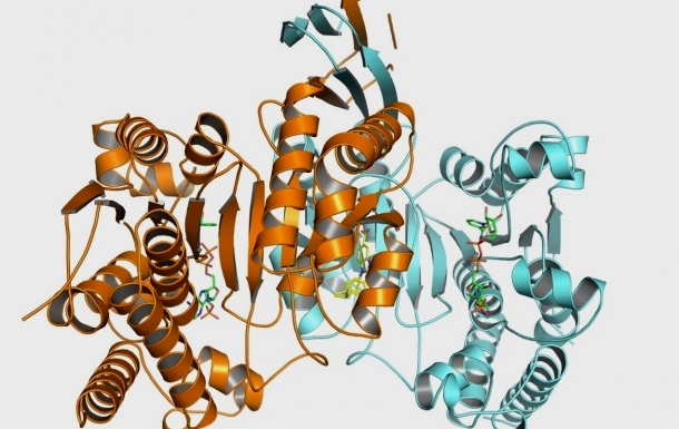Zwei IDH1-Proteine (braun und hellblau) bilden ein Dimer. Der Wirkstoff...