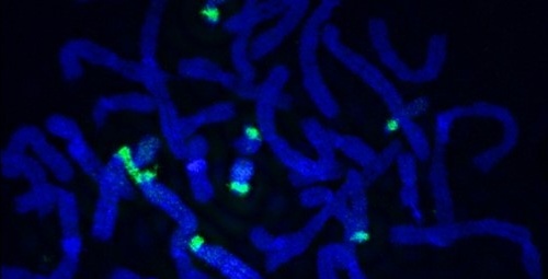 Human chromosomes stained blue (DAPI) with ribosomal DNA in green (FISH probe).