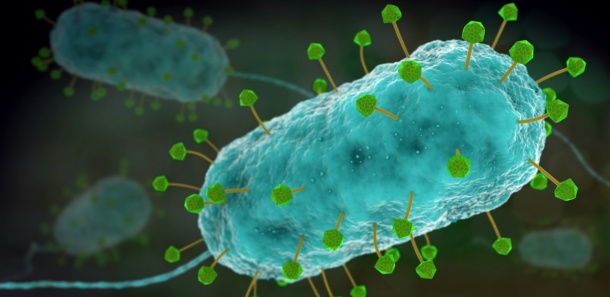 Künstlerische Darstellung von Phagen (grün und gelb), die ein Bakterium...
