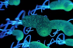 Photo: The weapon of choice against superbugs might be made of copper