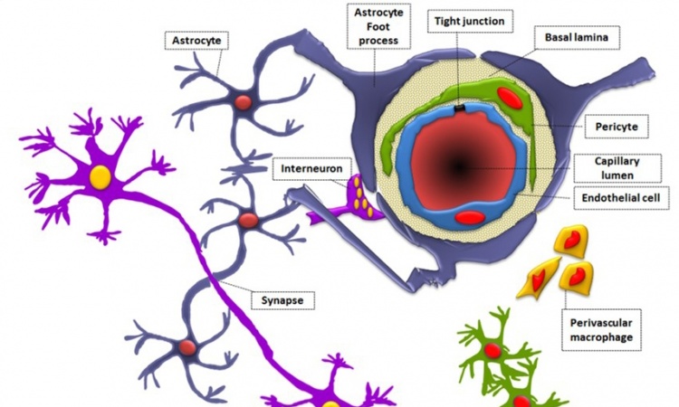 A new approach to conquer the 'fortress of the brain' • healthcare-in ...