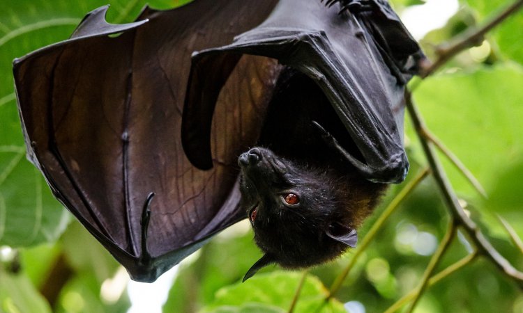 Researchers discover Ebola-related virus carried by bats • healthcare ...