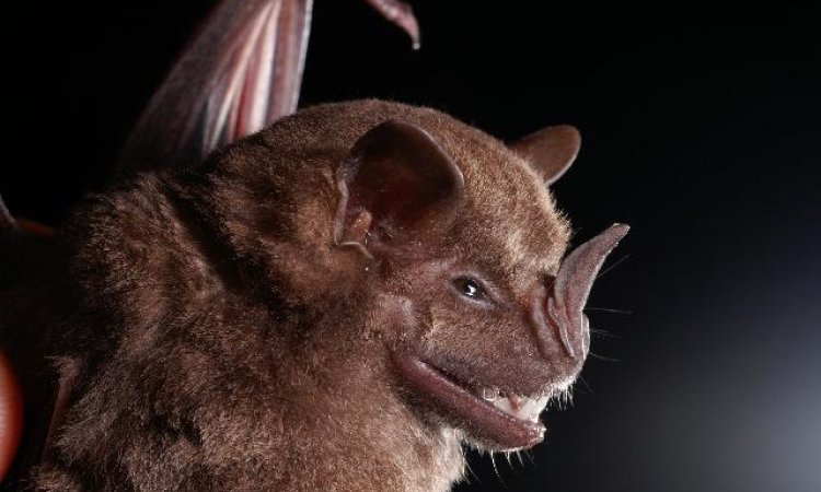 Influenza Neuer Infektionsweg in Fledermäusen entdeckt • healthcarein