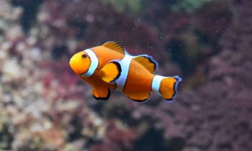 Finding Nemo's secret of longevity • healthcare-in-europe.com