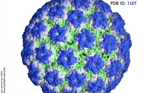 Antibodies Against Hpv16 Can Develop For Decades